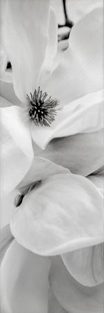 Premium Photographic Print, , small
