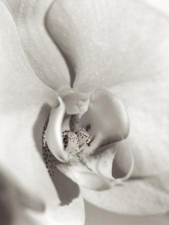 Premium Photographic Print, , small