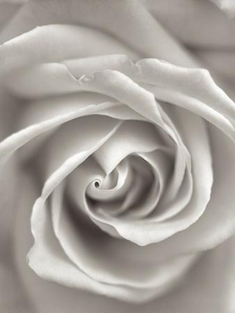 Premium Photographic Print, , small