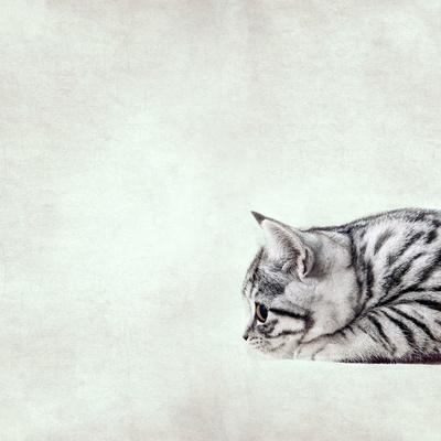 Photographic Print, , small