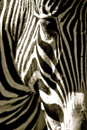 Photographic Print, , small