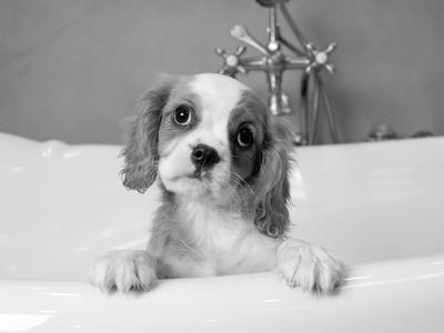 Premium Photographic Print, , small