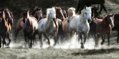 Photographic Print, , small