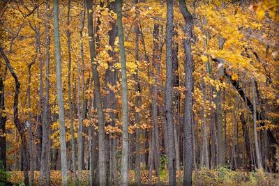 Photographic Print, , small