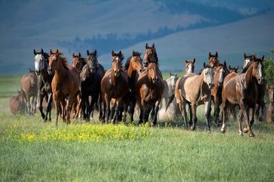 Premium Photographic Print, , small