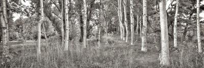 Premium Photographic Print, , small