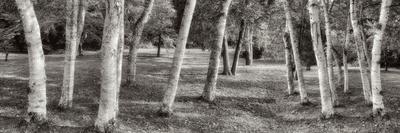 Premium Photographic Print, , small