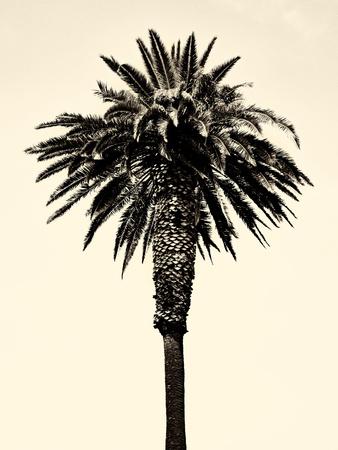 Photographic Print, , small
