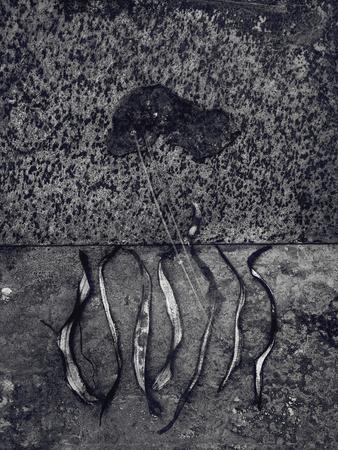 Photographic Print, , small