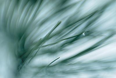 Photographic Print, , small