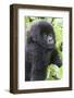 Africa, Rwanda, Volcanoes National Park. Young mountain gorilla portrait.-Ellen Goff-Framed Photographic Print