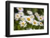 Close-up of White daisy flowers-null-Framed Photographic Print