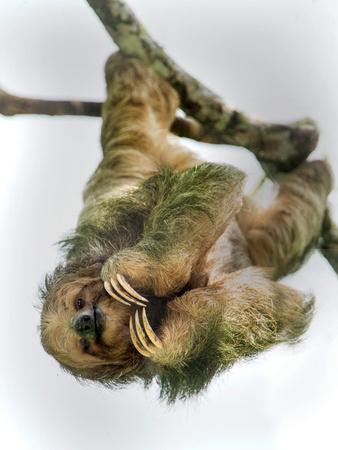 Photographic Print, , small