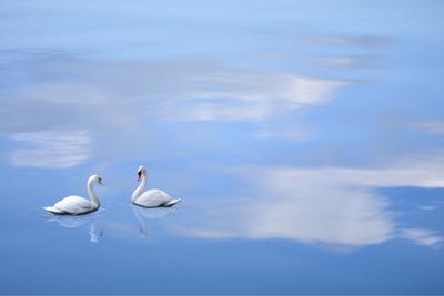 Premium Photographic Print, , small