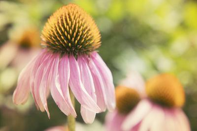 Premium Photographic Print, , small