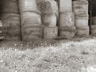 Premium Photographic Print, , small