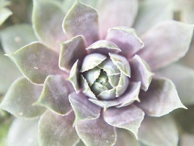 Premium Photographic Print, , small