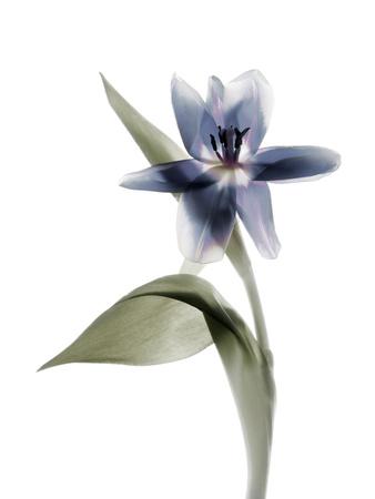 Photographic Print, , small