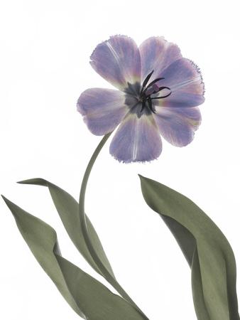 Premium Photographic Print, , small