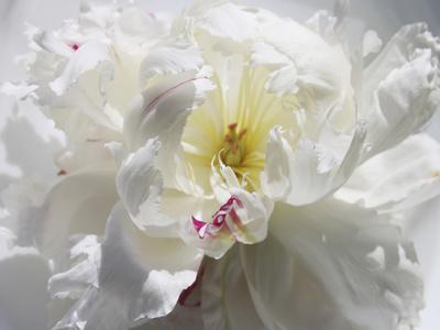 Premium Photographic Print, , small