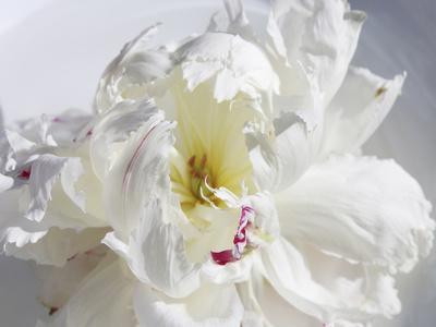 Premium Photographic Print, , small