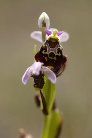 Photographic Print, , small