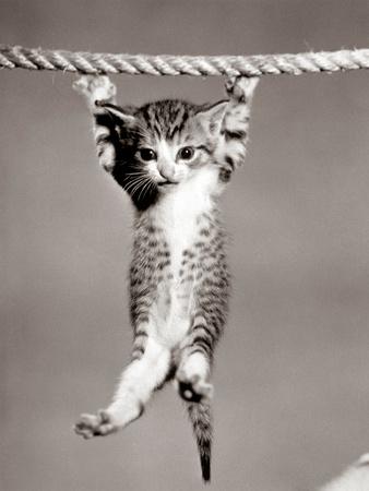 Photographic Print, , small