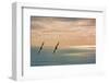 Silhouette of Two Seagulls in Flight-null-Framed Photographic Print