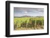 The vineyards of Sancerre, France. Known for its fine wines from grape varities such as pinot noir -Julian Elliott-Framed Photographic Print