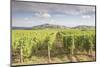 The vineyards of Sancerre, France. Known for its fine wines from grape varities such as pinot noir -Julian Elliott-Mounted Photographic Print