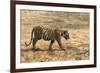 Bengal tiger (Panthera tigris tigris), Bandhavgarh National Park, Madhya Pradesh, India, Asia-Sergio Pitamitz-Framed Photographic Print