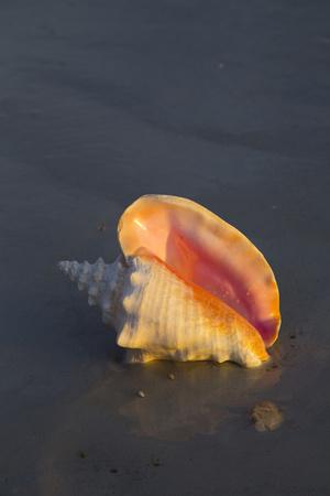 Photographic Print, , small