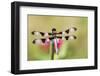 Dragonfly-null-Framed Photographic Print