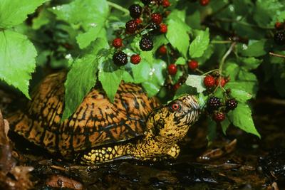 Photographic Print, , small