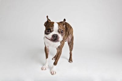 Photographic Print, , small