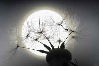 Photographic Print, , small