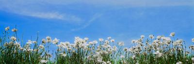 Photographic Print, , small