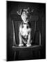 Mutt Black & White-Edward M. Fielding-Mounted Photographic Print