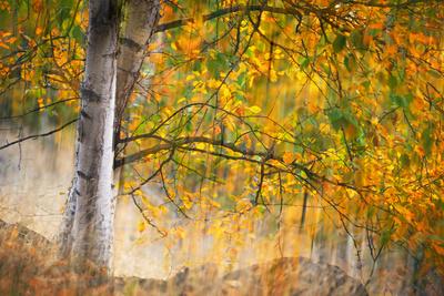 Photographic Print, , small