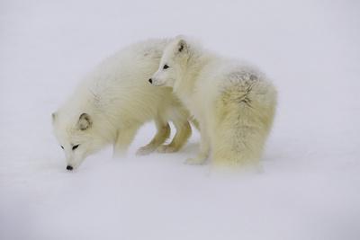 Photographic Print, , small