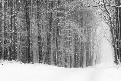 Photographic Print, , small