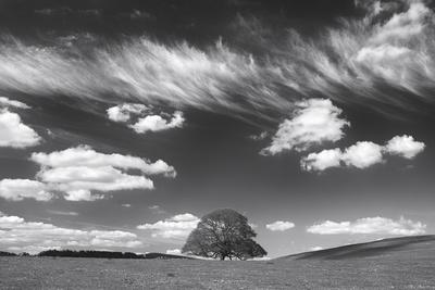 Photographic Print, , small