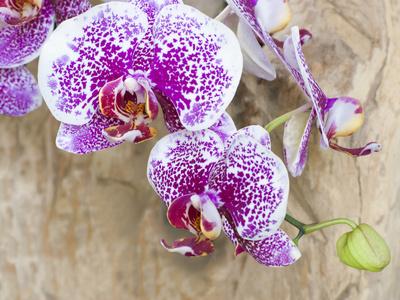 Premium Photographic Print, , small