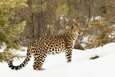 Premium Photographic Print, , small