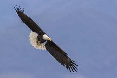 Premium Photographic Print, , small