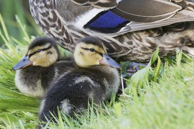 Premium Photographic Print, , small