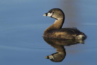 Premium Photographic Print, , small