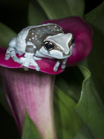 Premium Photographic Print, , small