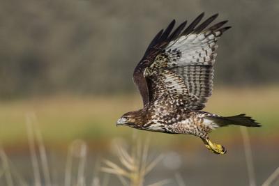 Premium Photographic Print, , small