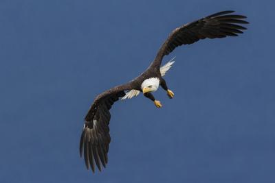 Premium Photographic Print, , small